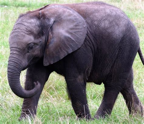 elefante idosa 70 anos